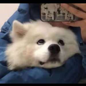 羞辱乳夹滴蜡鞭打调教
